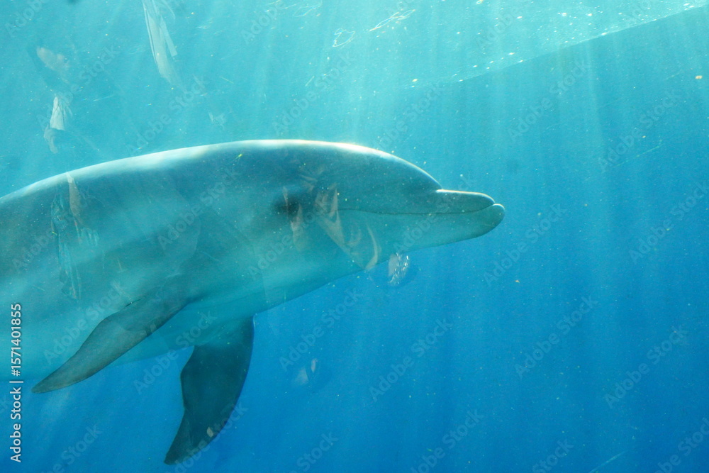 Naklejka premium 青い水の中で優雅に泳ぐイルカの顔のクローズアップ写真、穏やかな表情と知的な目が印象的で、水中に差し込む光が幻想的な雰囲気を醸し出している、イルカの表情を間近で捉えた一枚,