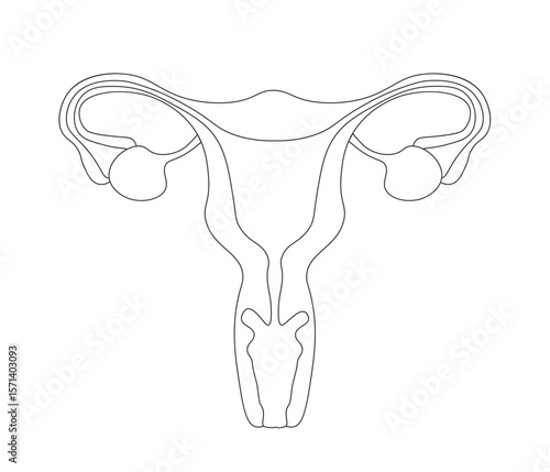 women uterus and ovary, womens reproductive system, single line art drawing