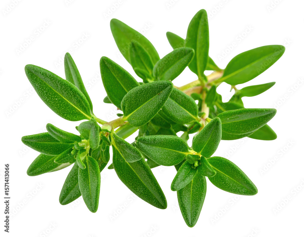 Obraz premium A vibrant green sprig of fresh thyme with small, oval-shaped leaves clustered along thin stems.