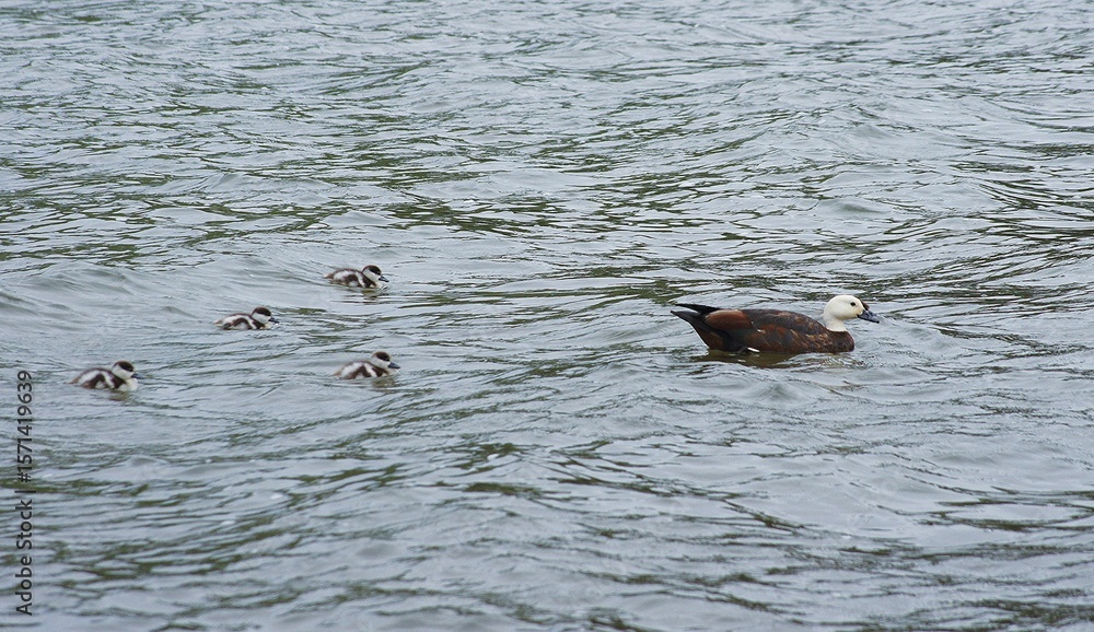 Fototapeta premium Duck family in the Otago Region, South Island, New Zealand