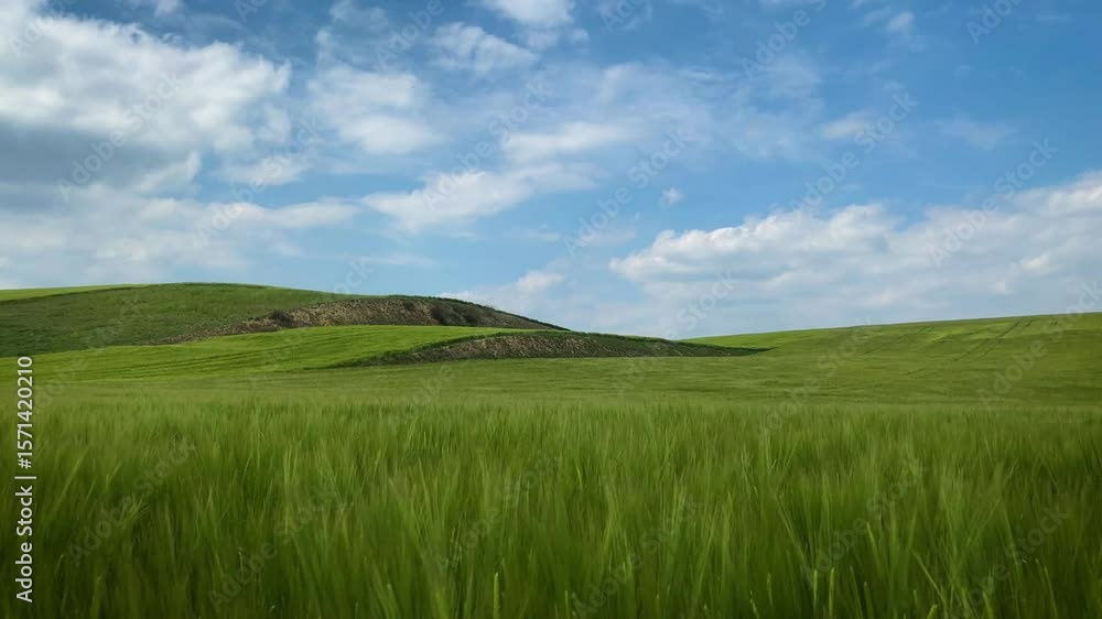 Expansive Green Fields Under a Bright Sky Expansive Green Fields Under a Bright Sky