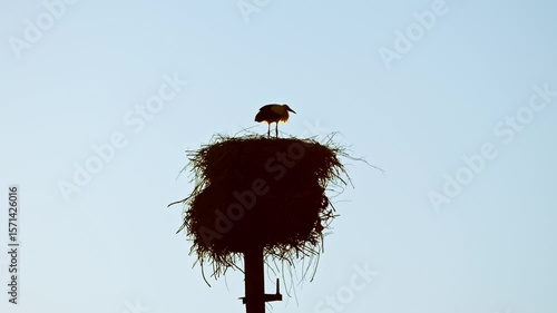 stork's nest on a power line