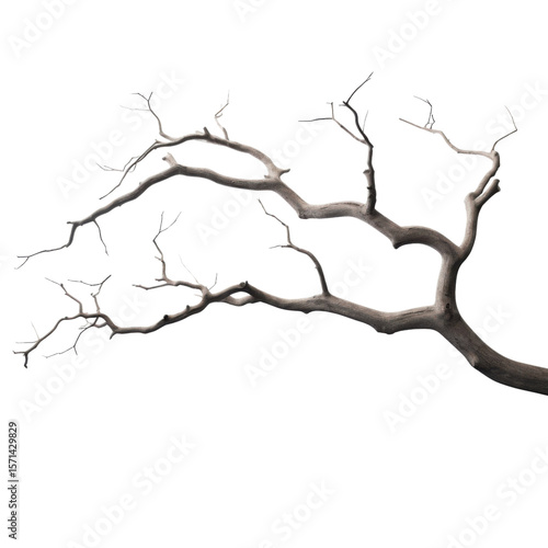 Dry twisted tree branch with no leaves on transparent background