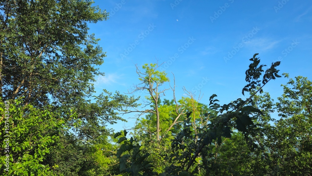 Obraz premium trees and sky