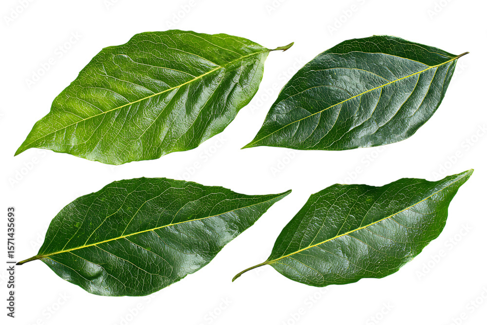 Fototapeta premium Four vibrant green leaves isolated on black background.