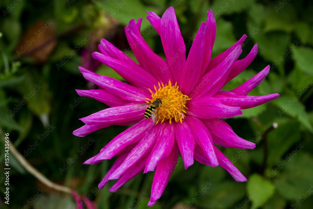 Obraz premium pink flower in the garden