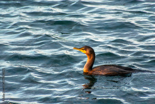 Photography Cormorant in Lake Ontario
