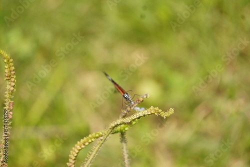 Wallpaper Mural Colorful butterfly with delicate wings symbolizes transformation and beauty, fluttering gracefully among flowers in gardens, fields, and natural landscapes Torontodigital.ca