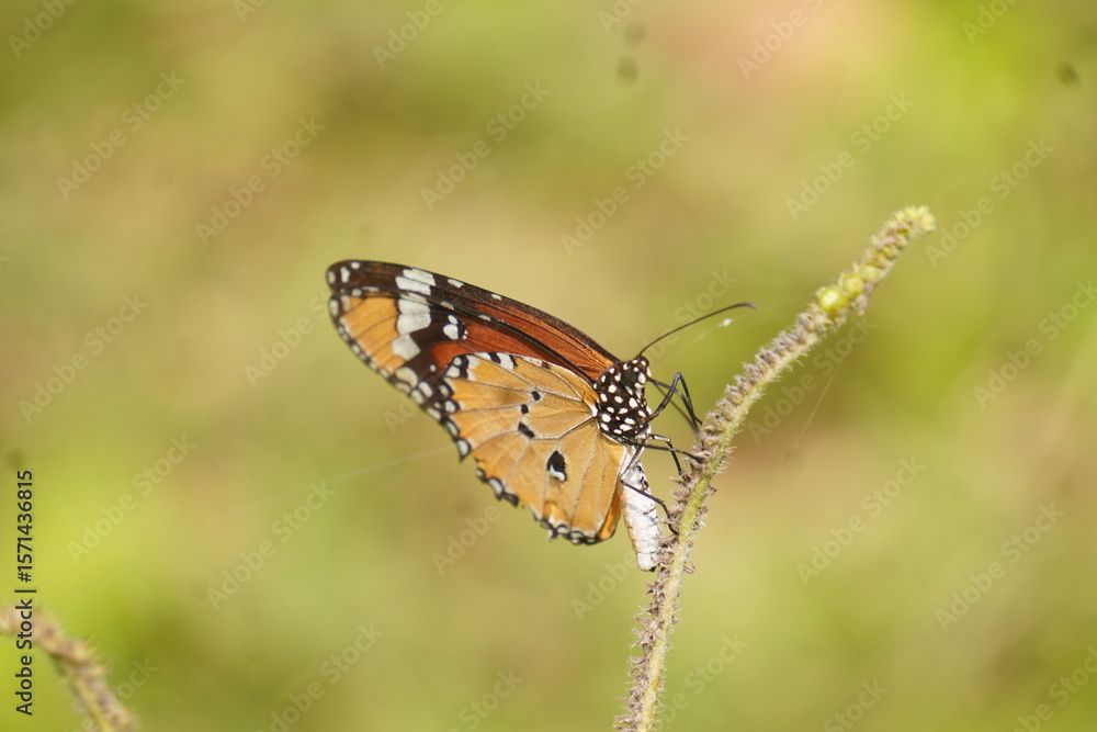 Fototapeta premium Colorful butterfly with delicate wings symbolizes transformation and beauty, fluttering gracefully among flowers in gardens, fields, and natural landscapes