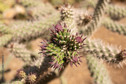 Photos New flower buds forming at then end of branches of Cane Cholla cactus