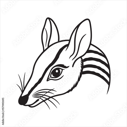 Woodland Wanderer: Discovering the Elusive Numbat