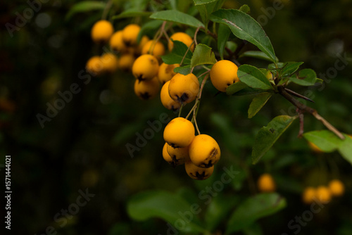 Wallpaper Mural orange berries Torontodigital.ca