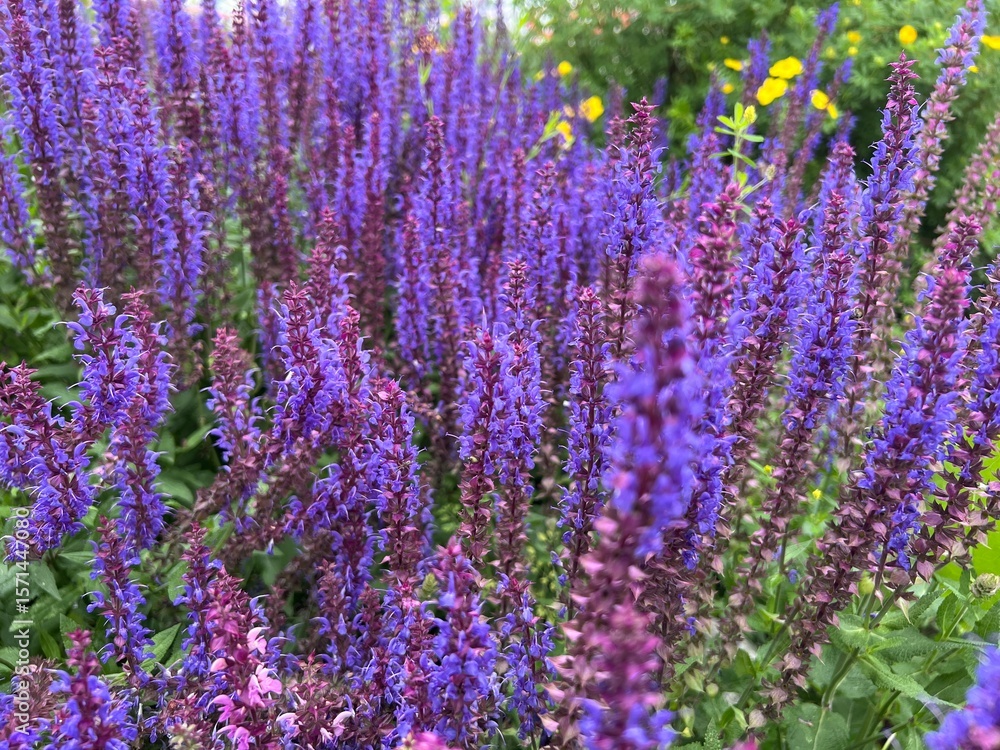 Naklejka premium Close-up of blue and purple sage (Salvia nemorosa) flowers and buds with blurred foreground and background