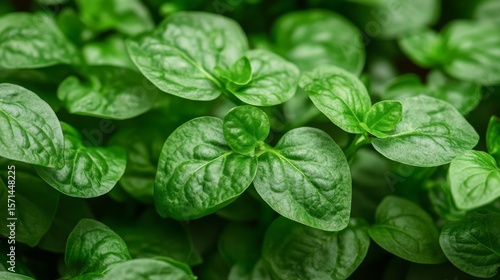 Identifying common poisonous plants in urban settings is made easy with a clear guide that prioritizes Concept Foraging safety