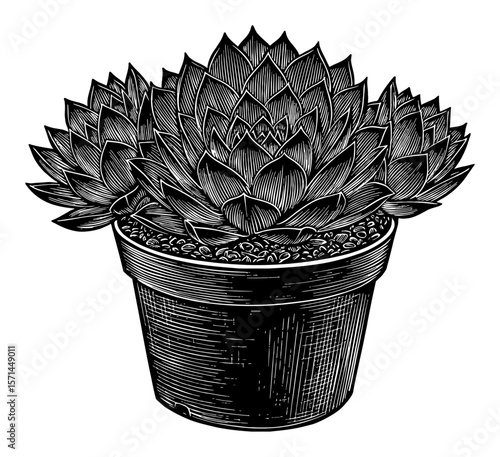 Detailed Sempervivum Tectorum Common Houseleek Plant in Pot Black and White Outline Line Art Drawing