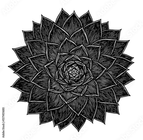 Sempervivum Tectorum Common Houseleek Succulent Top View Black and White Outline Line Art Drawing Botanical Flora