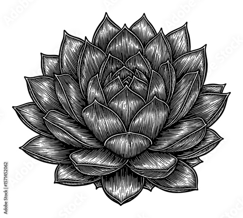Sempervivum Tectorum Common Houseleek Succulent Plant Rosette Black and White Outline Line Art Drawing