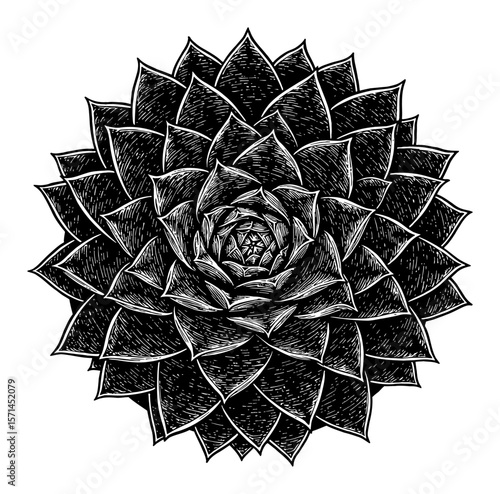 Highly Detailed Sempervivum Tectorum Common Houseleek Succulent Plant Top View Black and White Outline Line Art Drawing