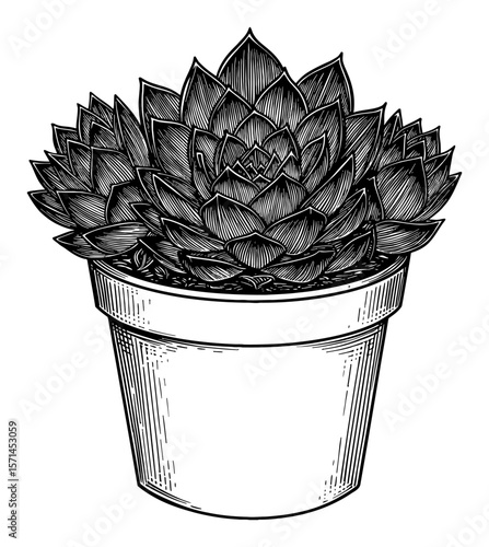 Sempervivum Tectorum Common Houseleek Succulent on Pot Black and White Outline Line Art Drawing