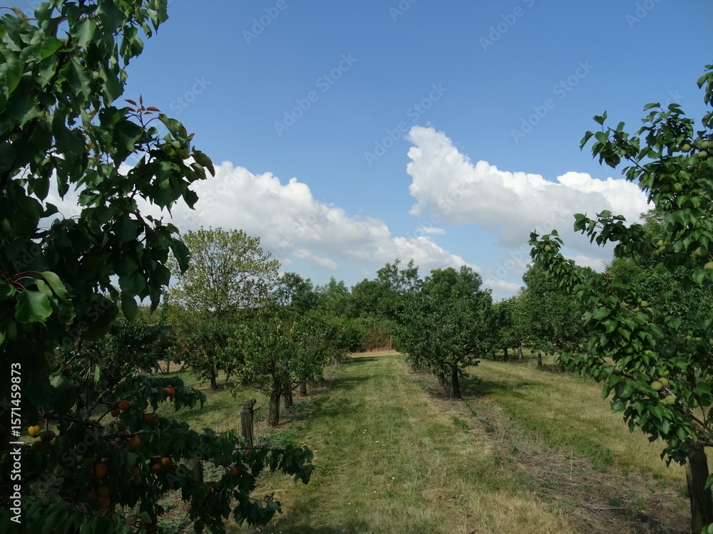 Fototapeta premium Rows of apricot trees in an orchard in summer