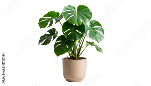 Planta tropical Monstera deliciosa con hojas grandes y brillantes en maceta decorativa estilo escandinavo