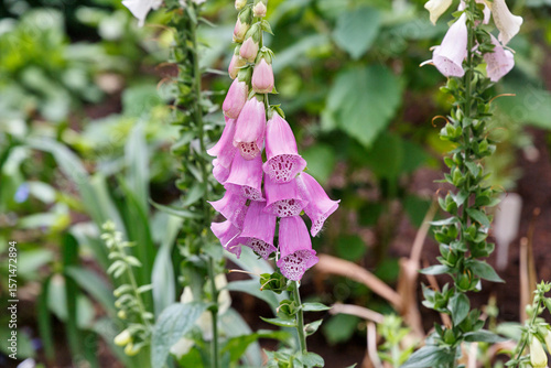Close-up of pink flowering bluebells