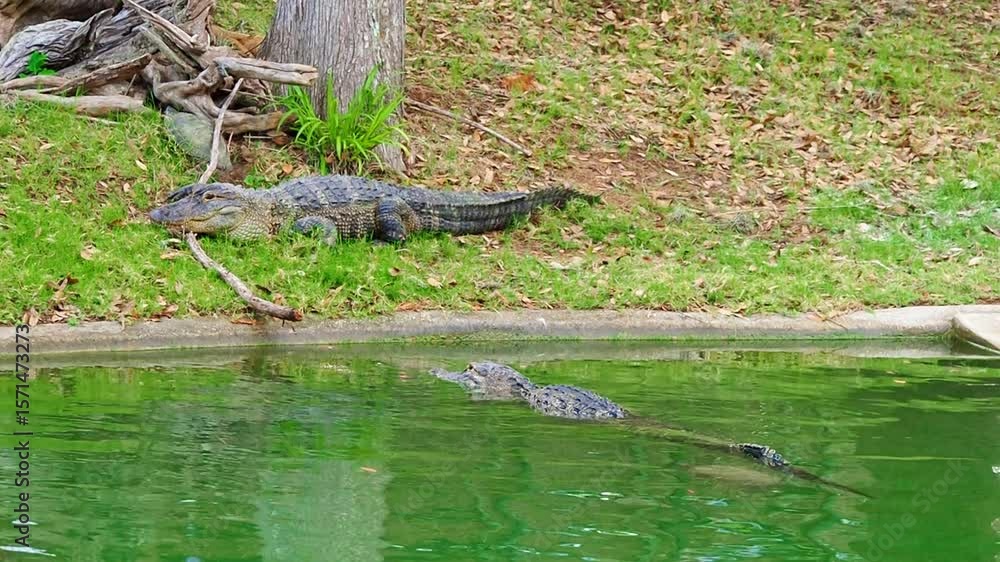 American alligator, sometimes referred to as a common alligator or simply gator, is a large crocodilian reptile native to the Southeastern United States American alligator, sometimes referred to as a common alligator or simply gator, is a large crocodilian reptile native to the Southeastern United States