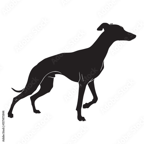 Versatile Whippet black vector asset, a truly modern digital image for diverse uses - Whippet silhouette - Whippet Vector - Silhouette of Whippet - dog silhouette


