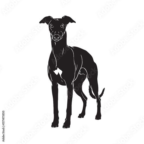 Recognizable Whippet digital black vector, representing the breed's unforgettable appearance - Whippet silhouette - Whippet Vector - Silhouette of Whippet - dog vector

