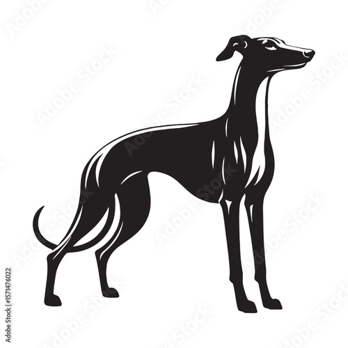 Refined Whippet digital black silhouette, embodying its unique and appealing features - Whippet silhouette - Whippet Vector - Silhouette of Whippet - dog silhouette


