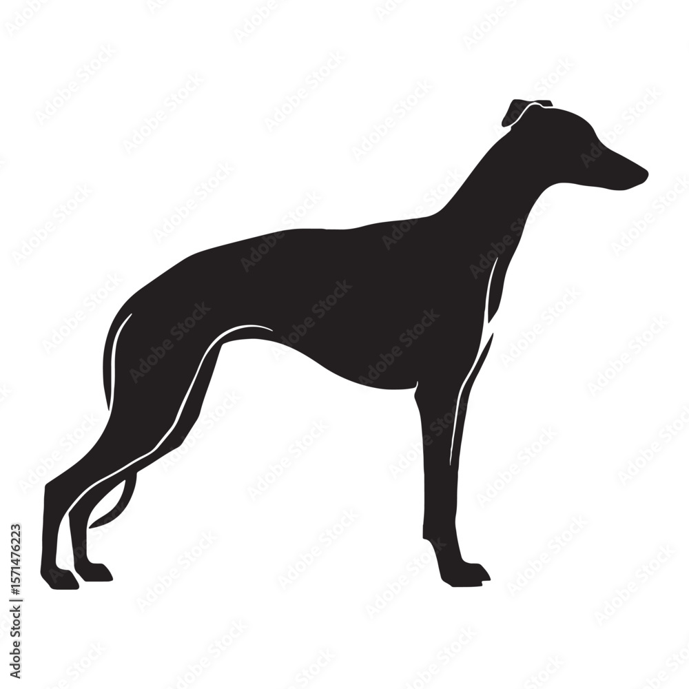 Obraz premium Sleek Whippet digital black vector artwork, perfect for unique artistic projects - Whippet silhouette - Whippet Vector - Silhouette of Whippet - dog silhouette