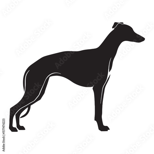 Sleek Whippet digital black vector artwork, perfect for unique artistic projects - Whippet silhouette - Whippet Vector - Silhouette of Whippet - dog silhouette

