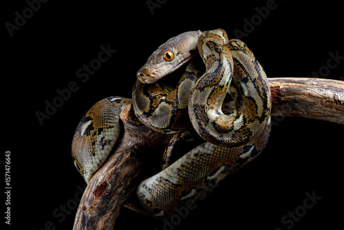 python reticulatus isolated on black background, non-venomous snake, ular sanca kembang