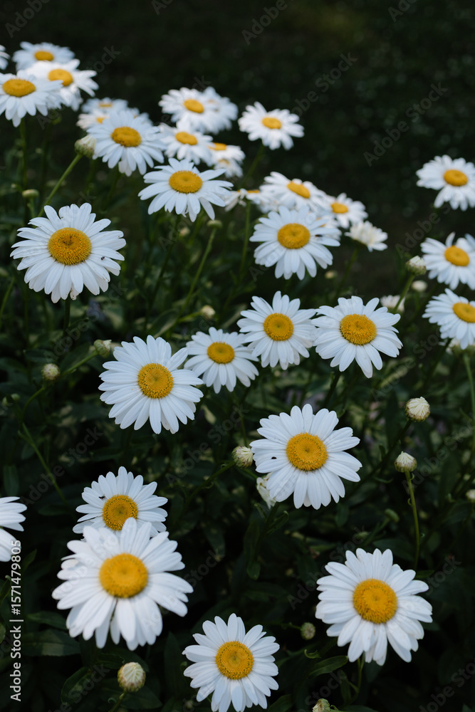 Fototapeta premium Bright white daisies bloom in a lush green garden during the summer afternoon
