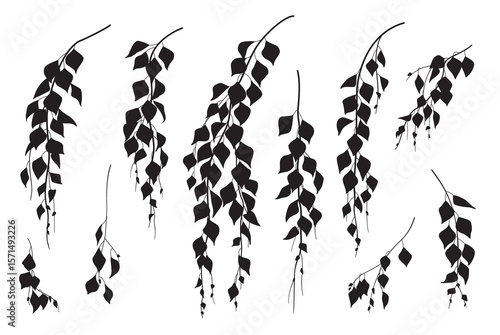 Silhouettes of Weeping Birch Branches with Leaves