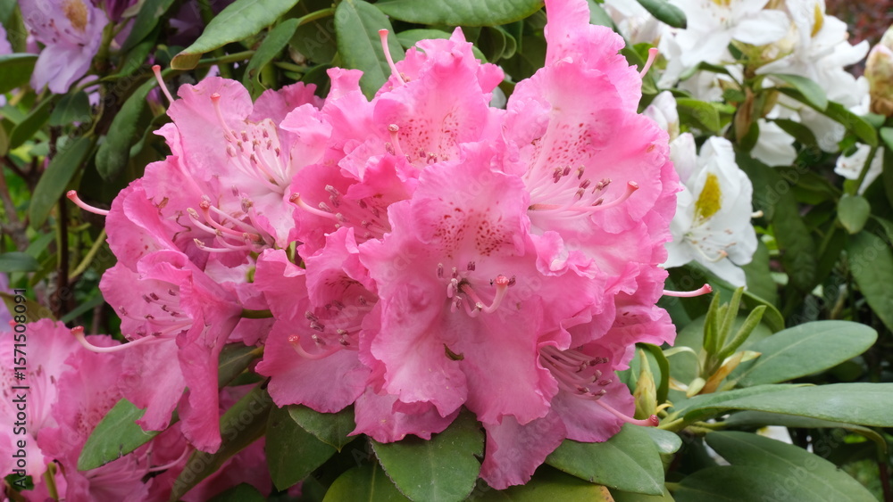 Fototapeta premium Close-up pink rhododendron flowers with leaves