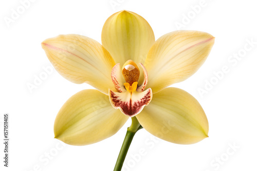 Wallpaper Mural Pale Yellow Orchid Flower Close-up Elegant Botanical Photography Torontodigital.ca