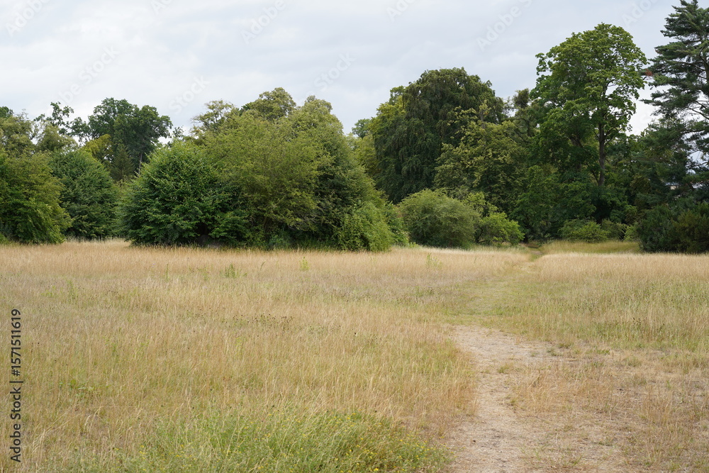 Fototapeta premium Trockenwiese in Park Babelsberg im Sommer