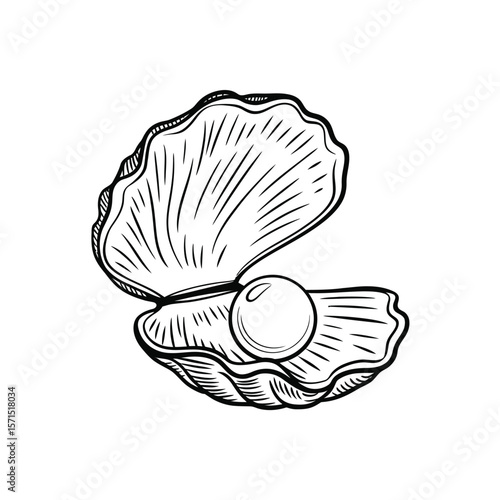 Hand-drawn illustration of a pearl in an oyster shell