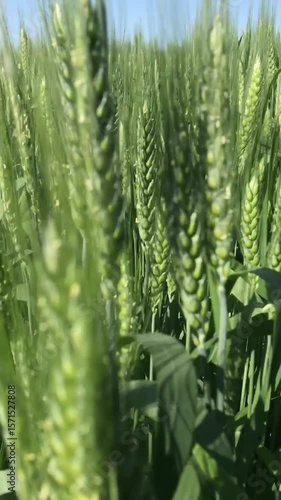 The green wheat that spills out in waves is an embodiment of the life-giving power of the earth and a symbol of the future harvest.