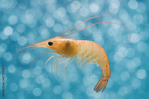 Wallpaper Mural A lone shrimp swims gracefully in a sea of blue, its long antennae reaching out into the vast ocean Torontodigital.ca