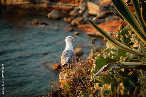 mewa i błękitna plaża wśród sycylijskich klifów