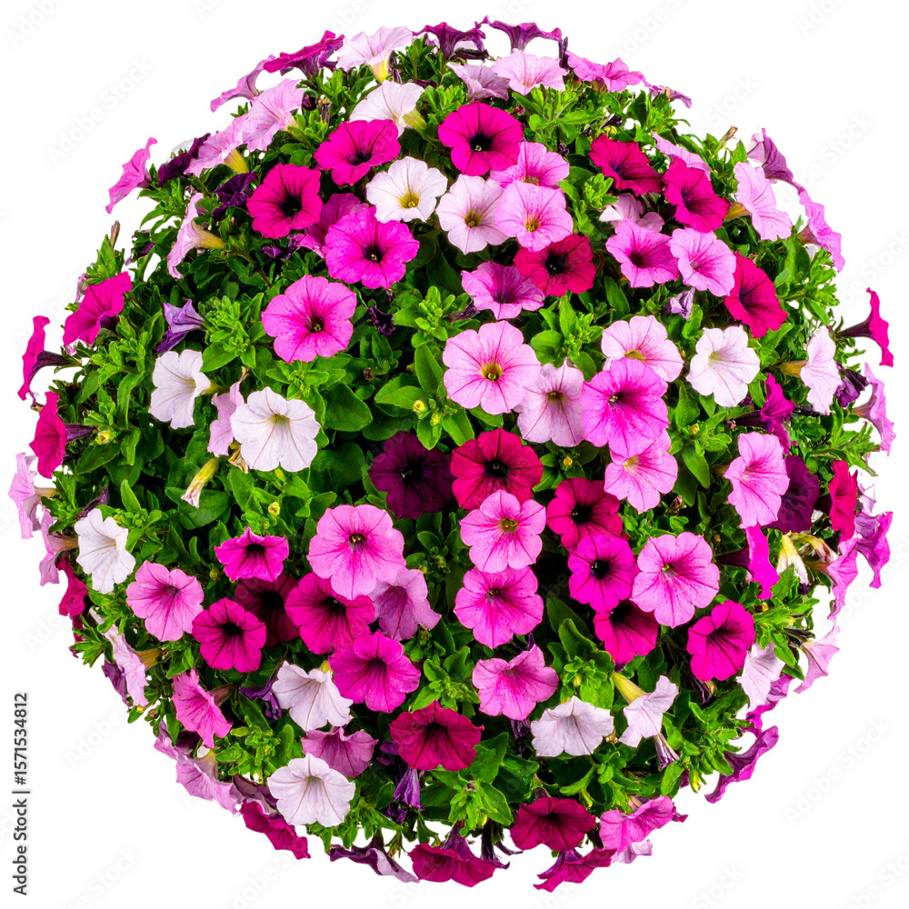 Million Bells Plant in Modern Gray Pot – Top View Floral PNG Million Bells Plant in Modern Gray Pot – Top View Floral PNG