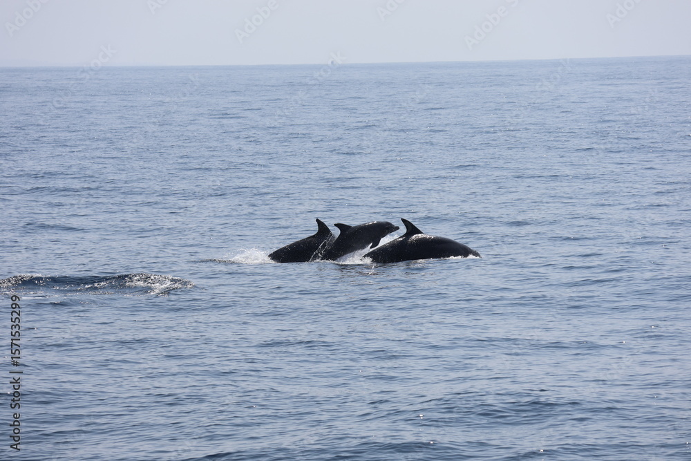 Fototapeta premium Baby Dolphin Leaping Between Two Adults in the Open Ocean, Indian Ocean