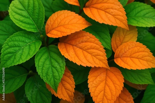 A Symphony of Green and Orange Leaves