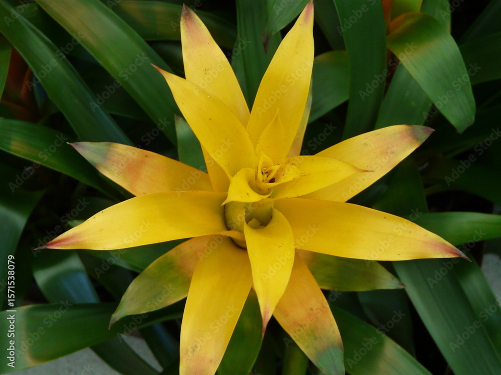 Obraz premium yellow flower in the garden