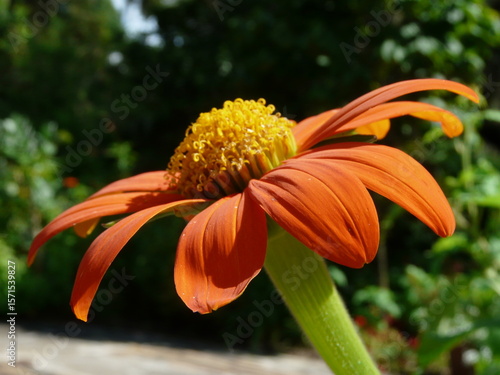 orange tiger lily