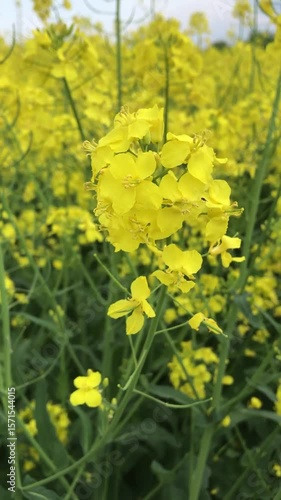 Rapeseed blooms in the field - it's a real sight. They become an endless sea of gold. Millions of bright yellow flowers create a carpet to the horizon