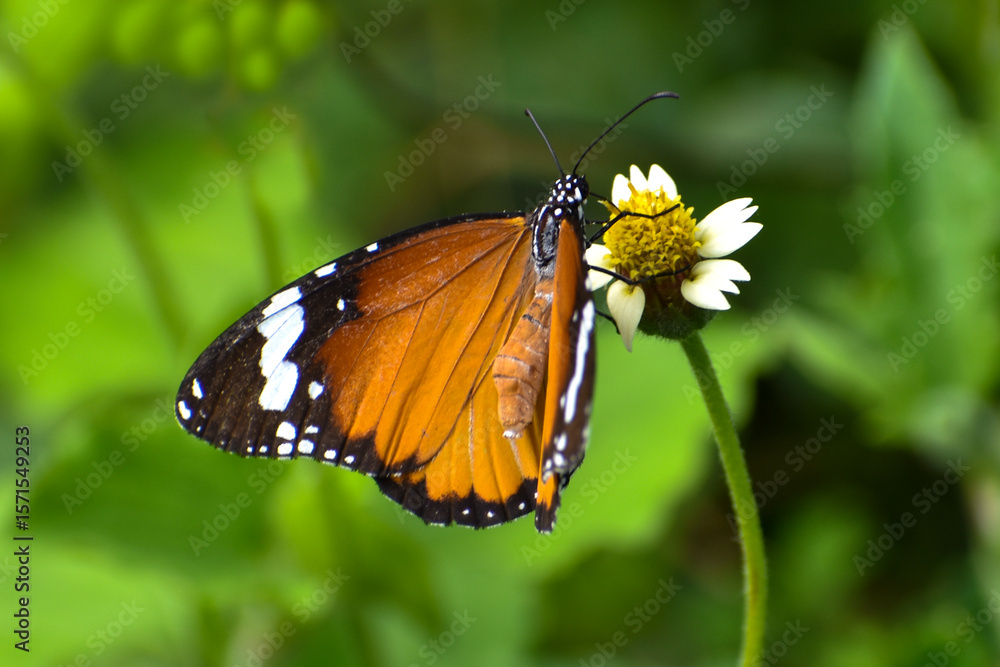 Fototapeta premium butterfly on flower