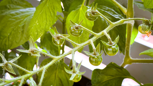A branch with newly emerged cherry tomato ovaries. A bunch of small green cherry tomatoes on a bush, photographed in close-up in the garden.